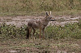 Side-striped jackal, Serengeti